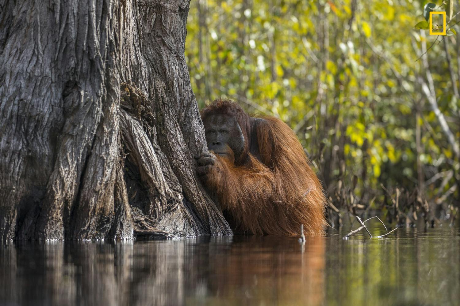 Beste dyrebillede og hovedvinner av National Geographic Nature Photographer of the Year 2017 Jayaprakash Joghee Bojans bilde av en orangutang, som ble hovedvinnerbildet under National Geographic Nature Photographer of the Year 2017